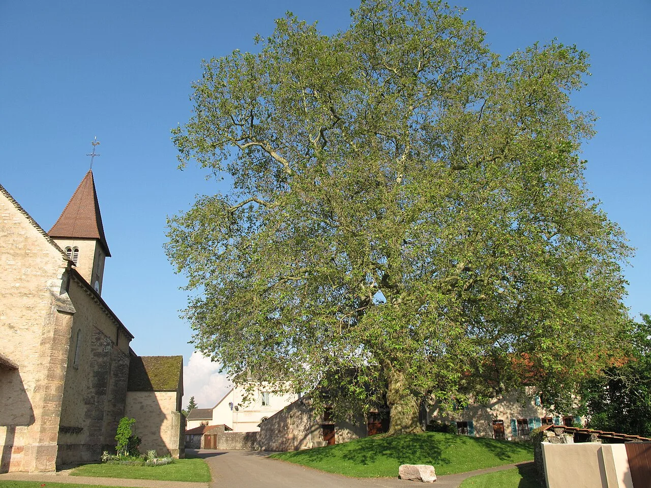 The church and the platanus in Préty (Saône-et-Loire, France).